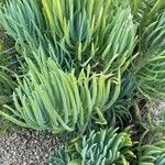 Dudleya edulis Hoja