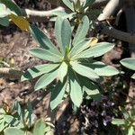 Euphorbia balsamifera Leaf