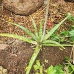 Aloe amudatensis Levél