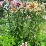 Lilium regale Çiçek