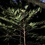 Phyllanthus consanguineus
