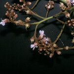 Diplotropis purpurea Flor