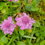 Scabiosa lucidaFiore