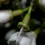 Adelobotrys adscendens Fruto