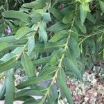 Polygala myrtifolia Blatt