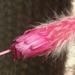 Cleistocactus strausii Flower