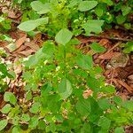 Acalypha indica Leaf