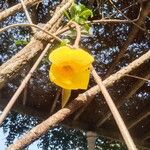 Allamanda catharticaফুল