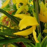 Cymbidium devonianum অভ্যাস