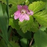 Rubus spectabilis 花