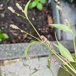 Polygonum persicaria Flower