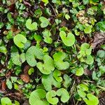 Petasites pyrenaicus Blatt