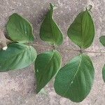 Markhamia tomentosa Blatt