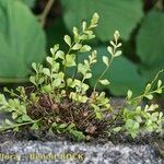 Asplenium x alternifolium その他の提案