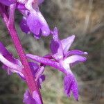 Orchis olbiensis Kukka