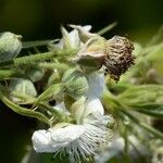 Rubus lindebergii