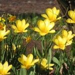 Tulipa sylvestrisBlomst