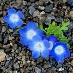 Nemophila menziesii 花