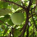 Diospyros kaki Fruit