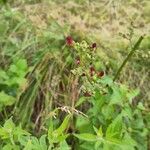 Scrophularia auriculataFlower