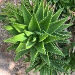 Aloe perfoliataBlatt