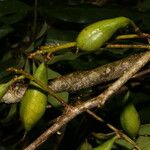 Swartzia nicaraguensis Fruit