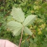 Rubus camptostachys 葉
