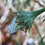 Tripleurospermum inodorum Kvet