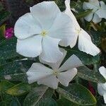 Catharanthus roseusFleur