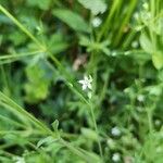 Stellaria alsine Цвят