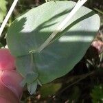 Cerinthe glabra Leaf