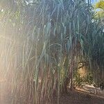 Pandanus tectorius Blad