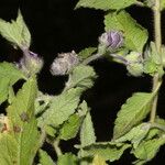 Marsypianthes chamaedrys Hábito