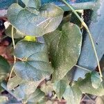 Aristolochia sempervirensLeaf