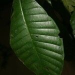 Couma guianensis Leht