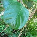 Coccoloba caracasana Hoja