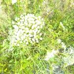 Falcaria vulgaris 花