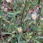 Erigeron acris 形態