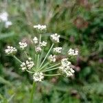 Selinum carvifolium Flower