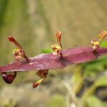 Bulbophyllum falcatum Kvet