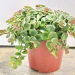 Sedum makinoi Hábitos