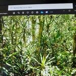 Dracaena steudneri Blatt