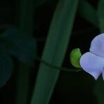 Vigna vexillata Flor