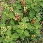 Ocimum campechianum Blad