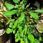 Acalypha indica Leaf