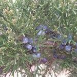 Juniperus virginiana Плід