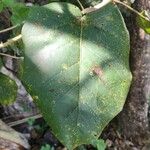 Ficus nymphaeifolia पत्ता