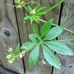 Cyclanthera pedata 葉