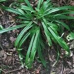 Carex plantaginea Leaf