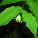 Prosartes hookeri Leaf